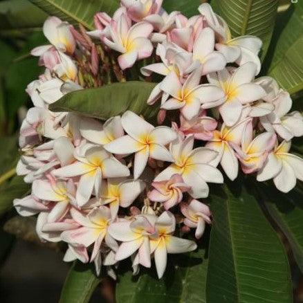Buy Light Pink 3 Plumeria Rubra Temple Tree - Frangipani Tree for Sale Online