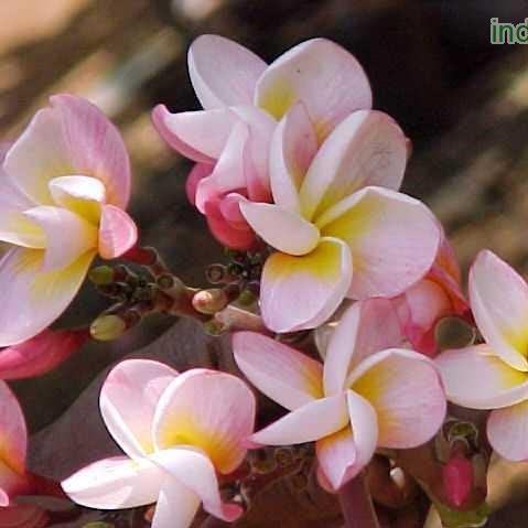 Light Pink Frangipani Tree (Plumeria Rubra) 4 for Sale - Perfect for Your Garden Oasis