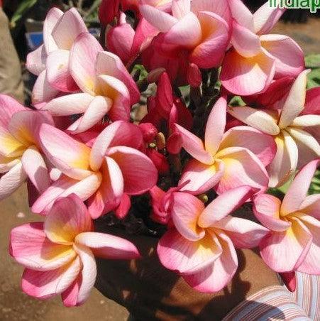Buy the Beautiful Light Pink 06 Plumeria Rubra Temple Tree - Perfect for Your Garden
