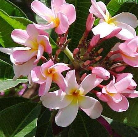 Stunning Light Pink 07 Plumeria Rubra (Frangipani) Temple Tree for Sale