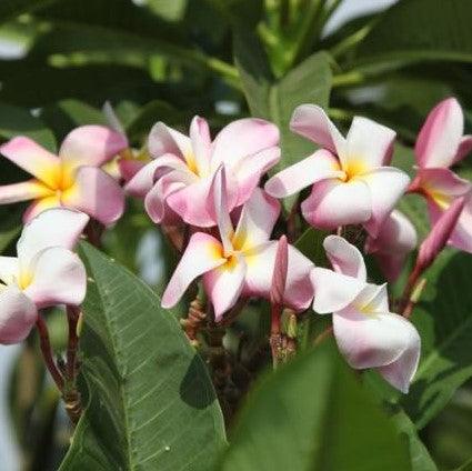 Beautiful Light Pink Plumeria Rubra 9 (Frangipani) - Perfect for Your Garden or Patio