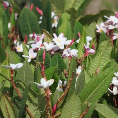 Stunning Selection of Pink Plumeria: Rubra, Champa Hybrid #23, Frangipani, Temple Tree, and Flor De Mayo Tree