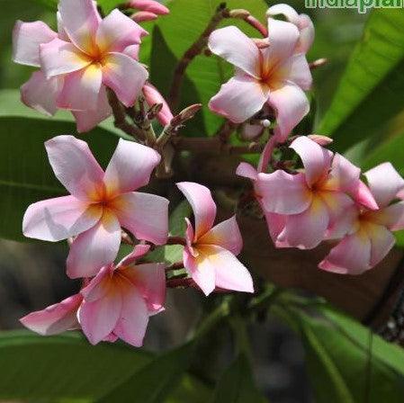 Beautiful Light Pink Frangipani/Temple Trees - Plumeria Rubra Light Pink 12 for Sale