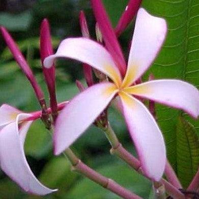 Beautiful Light Pink & Huge Pink Frangipani Flowers for Sale - Temple Tree & Flor De Mayo Selection #K5