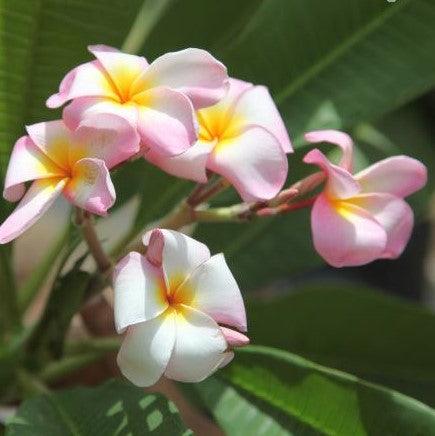 Beautiful Light Pink Plumeria Rubra Temple Tree for Sale - Perfect for Your Garden or Patio!