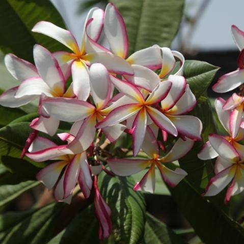 Beautiful Light Pink Plumeria Rubra (Temple Tree/Frangipani Tree) for Sale