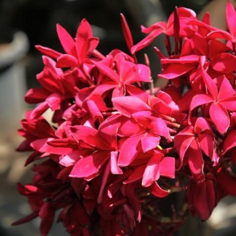 Beautiful Red Plumeria Trees: Red 01, Culcatta Hybrid, Champa Hanging, Culcatta Star, Frangipani, Temple Tree
