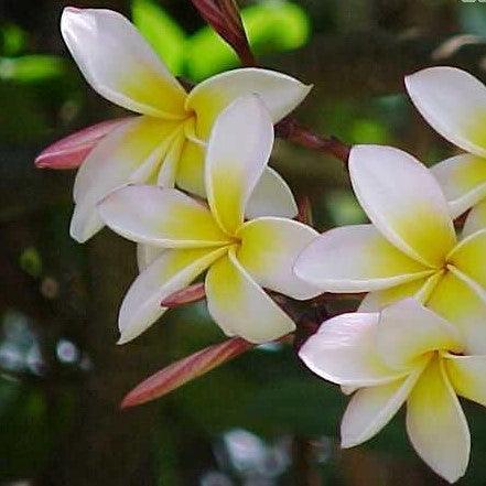 Buy Beautiful Plumeria rubra yellow 02, Temple Tree, Frangipani Tree - Vibrant Yellow Flowers Guaranteed!