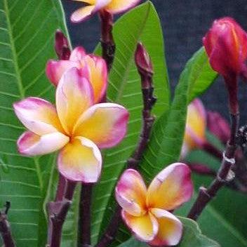 Gorgeous Yellow Orange 04 Plumeria Rubra (Frangipani) Tree - Ideal for Your Garden or Patio