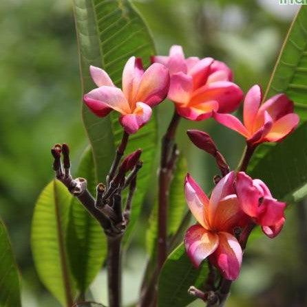 Buy the Stunning Yellow Orange 06 Plumeria Rubra (Frangipani, Temple Tree, Flor De Mayo) - Tukai CDROM Tree for Sale