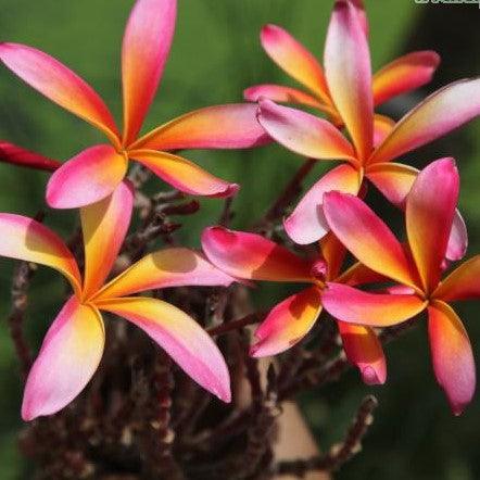 Striking Yellow Orange 07 Candy Stripe Plumeria - A Perfect Addition to Your Garden