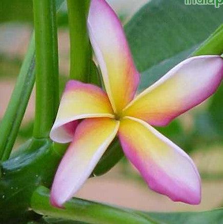 Plumeria Rubra Yellow Orange, Candy Stripe & Frangipani for Sale | A Range of Temple Tree & Flor De Mayo Options