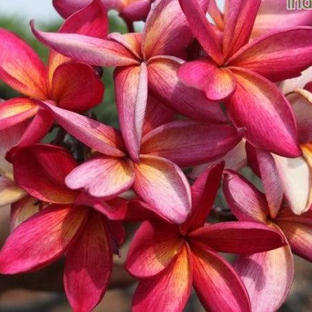 Buy Yellow Orange Dr. Rao Plumeria Rubra (Temple Tree, Frangipani Tree) Online
