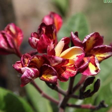 Buy the Vibrant Yellow Orange Plumeria Rubra Temple Tree - Frangipani Tree Now