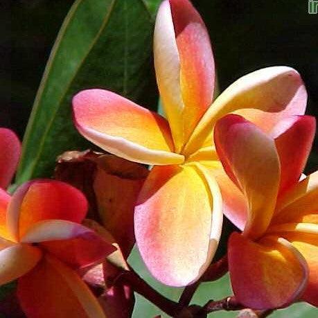 Beautiful Plumeria Rubra Yellow Orange Tree - Perfect for Your Garden