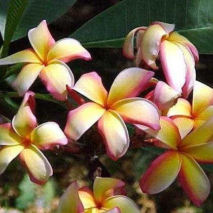 Beautiful Yellow Orange Frangipani Trees for Sale | Experience the Beauty of the Temple Tree (Plumeria rubra yellow orange)