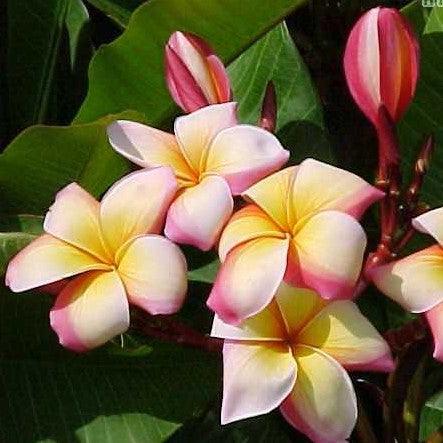 Beautiful Plumeria Rubra Yellow Orange Tree - Temple Tree Frangipani for Sale
