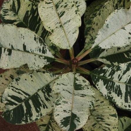 Shop the Best Selection of Plumeria Hybrida Variegata & Frangipani Trees - Buy Now!
