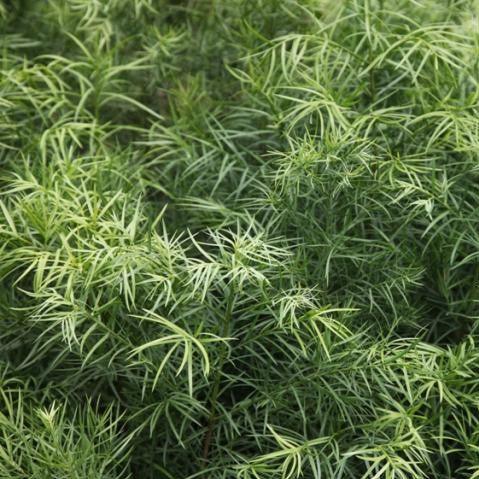 Beautiful Podocarpus Chinensis & Oleander Plant - Add a Touch of Green to Your Space Today!