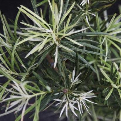 Variegated Buddhist Pine (Podocarpus macrophyllus variegated) for Sale