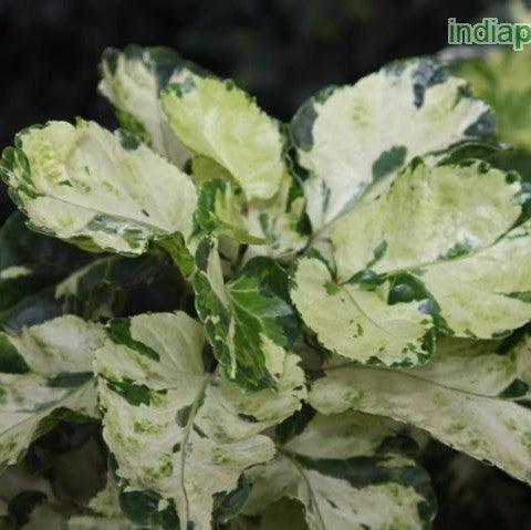 Striking Polyscias Balfouriana Hicolor Plant - Add a Pop of Color to Your Garden Today!