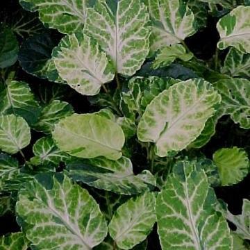 Stunning White Aralia Plant (Polyscias balfouriana pennockii) - Perfect for Dinner Parties!