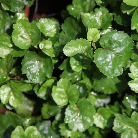 Buy Rare Polyscias Crispatum Chicken Gizzard Plant - Add Uniqueness to Your Collection