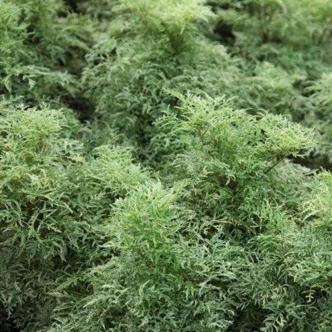 Stunning Polyscias filicifolia albicans nana (Polyscias Alba Nana) Plant for Sale
