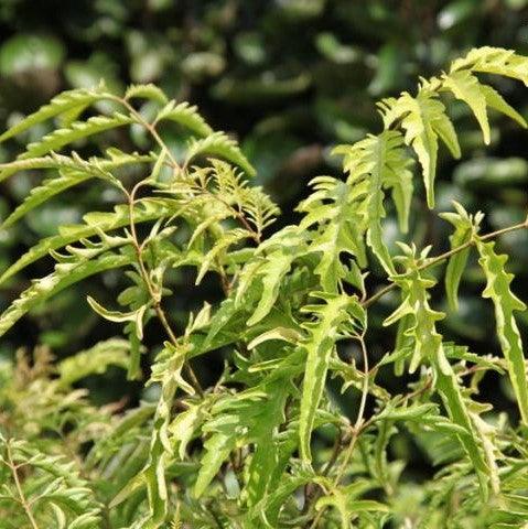 Buy the Exotic Polyscias filicifolia - Aralia Fern Leaf Plant Today!