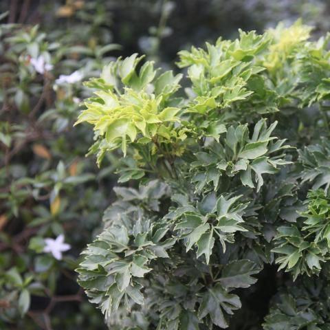 Buy Polyscias Fruticosa Compacta, Ming Aralia, and Parsley Panax Plants Online Today!