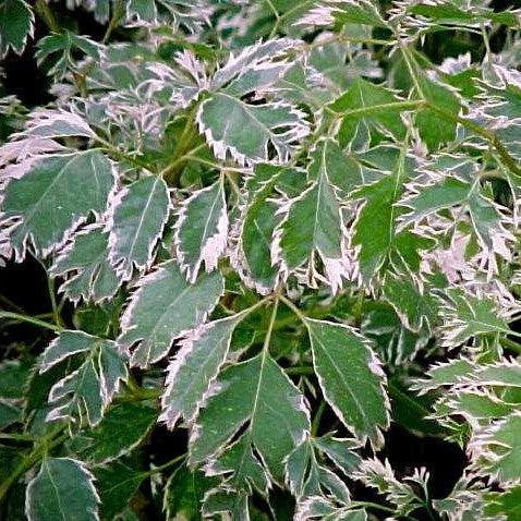 Buy Beautiful Polyscias Guilfoylei Laciniata (Aralia Guilfoylei Variegated) Online