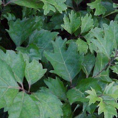 Stunning Polyscias Guilfoylei Quercifolia Oak Leaf Arallia Plant for Sale