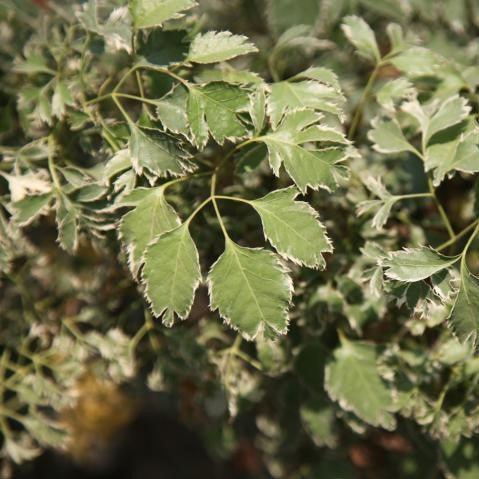 Stunning Polyscias guilfoylei victoriae Lace Leaf Aralia Variegated and Aralia White Plants for Sale