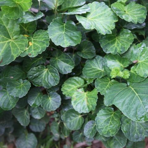 Stunning Polyscias sculelloria Dinner Plate Aralia Plant - Buy Now