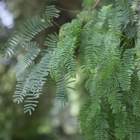 Buy High-Quality Prosopis Juliflora, Algaroba, and Mesquite Plants Online