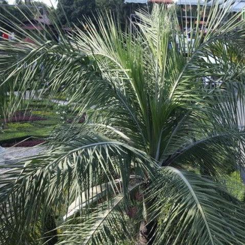 Buy the Exotic Wine Palm, Buccaneer Palm, Cherry Palm, Pseudophoenix vinifera, and P. lediniana Trees Online Today