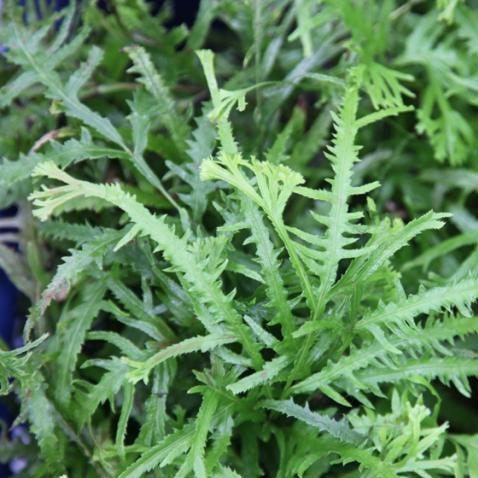 Buy Pteris Cretica Crestata - A Stunning Foliage Plant for Your Garden