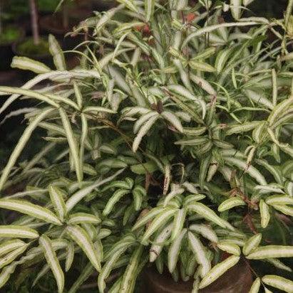 Beautiful Pteris cretica and Pteris Albo Lineata Plants for Sale