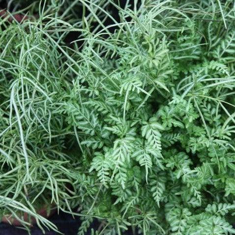 Buy Pteris ensiformis victoriae - The Majestic Victoria Fern for Your Garden!