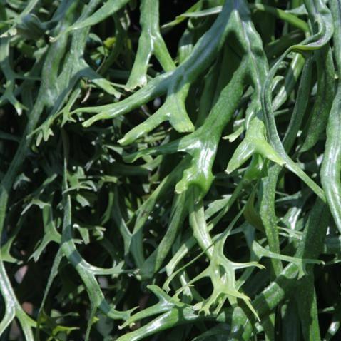 Pyrrosia longifolia var. crestata,Pyrrosia Longifolia Var. Crestata
