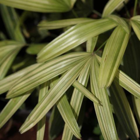 Stunning Variegated Rhapis subtilis Plant - Add a Touch of Elegance to Your Home