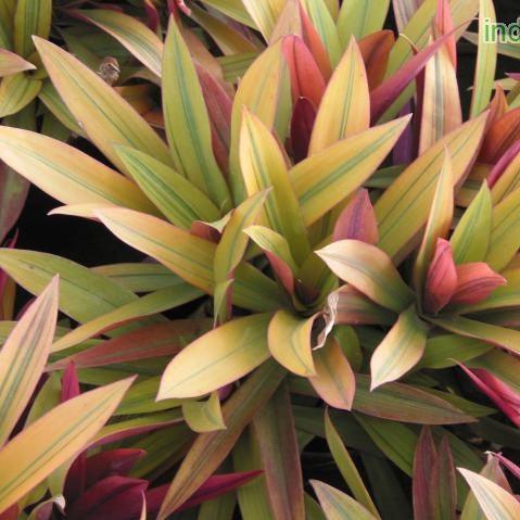 Buy Golden Rhoeo Plant - Rhoeo spathacea compacta aurea for Sale Online