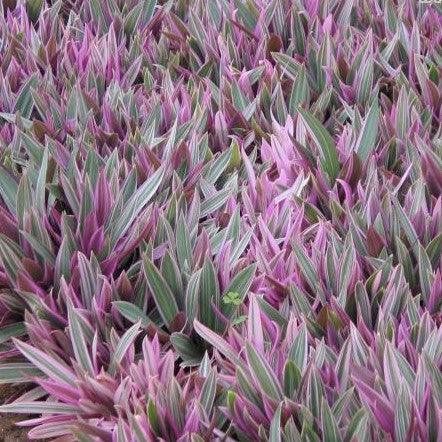 Beautiful Variegated Rhoeo spathacea compacta Plant for Sale