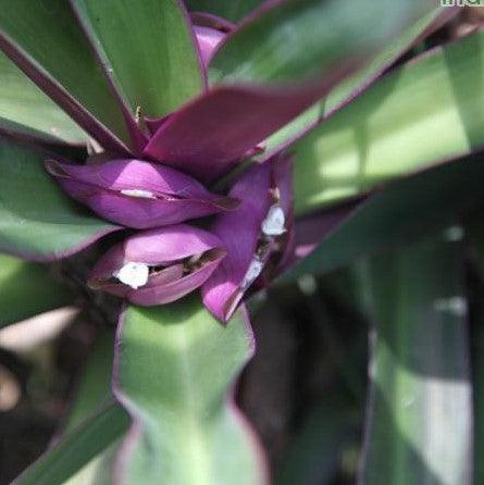 Buy Rhoeo spathacea, R. discolor, Tradescantia dis-color, Moses In A Boat, Moses-in-the-cradle, Moses-in-the Bulrushes, Boat-lily, Oyster Plant