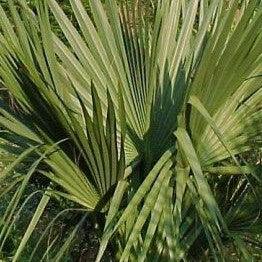 Shop the Best Selection of Texas, Mexican, and Rio Grande Palmetto Trees