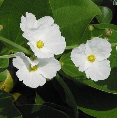 Sagittaria latifolia,White Swan Plant