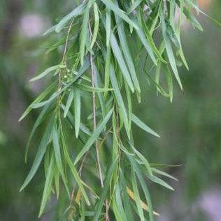 Salix babylonica,Weeping Willow, Peking Willow, Babylon Weeping Willow