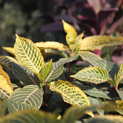 Buy Sanchezia Nobile, Aphelandra, and Tiger Plant - Brighten Your Space with Vibrant, Low Maintenance Houseplants