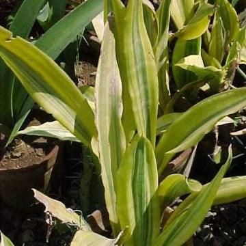 Sansevieria guineensis variegata,Sansevieria Golden Broad Leaved