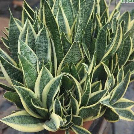 Sansevieria trifasciata compacta,Sansevieria Compacta